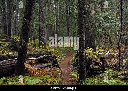 Old-Growth Forest et Trail en automne. Forêt nationale de Kootenai dans les montagnes du Cabinet, dans le nord-ouest du Montana. (Photo de Randy Beacham) Banque D'Images