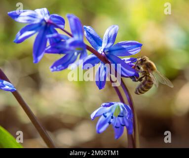 Ladona ou fleur de ladock de ladoon, bourreau Scilla Scilloideae asperges, belle fleur de printemps bleue Banque D'Images