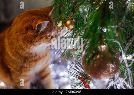 Le chat au gingembre admire l'arbre de Noël en regardant les lumières et les ornements. Les animaux de compagnie apprécient le décor festif. Nouvel an vacances d'hiver Banque D'Images