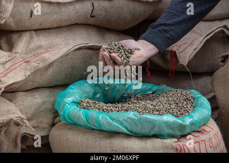 Grains de café verts. Café cru versé d'une poignée dans un sac, sur l'arrière-plan d'un entrepôt, vue de côté de gros plan. Banque D'Images