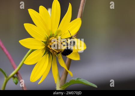 Abeille quittant et mangeant dans une fleur des Prairies Banque D'Images