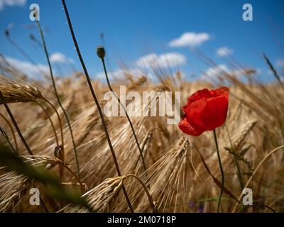 Coquelicot rouge sauvage parmi un champ de blé et ciel bleu avec des nuages Banque D'Images