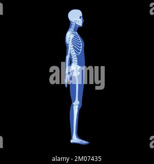 Squelette à rayons X corps humain - mains, jambes, coffres, têtes, vertèbres, Bassin, os adultes personnes roentgen vue latérale. 3D concept bleu plat réaliste Illustration vectorielle de l'anatomie médicale isolée Illustration de Vecteur