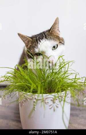 Chat domestique manger herbe verte juteuse Cyperus alternifolius Zumula pour les chats en pot de fleur, concept de soins de santé pour chats d'intérieur Banque D'Images
