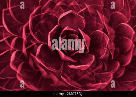 Roche rose plante succulente feuilles rosette de près. Motif fleuri abstrait. Image teintée en couleur de l'année 2023 viva magenta Banque D'Images