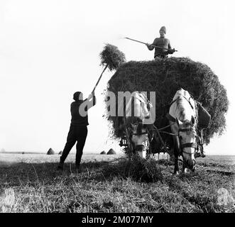 Comté de Prahova, République socialiste de Roumanie, env. 1976. Les paysans chargent un chariot tiré par des chevaux avec du foin. Banque D'Images