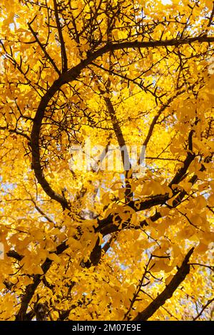 Les branches de l'arbre Ginkgo Biloba et ses magnifiques feuilles d'automne jaunâtres avec un fond flou et montrant le ciel Banque D'Images