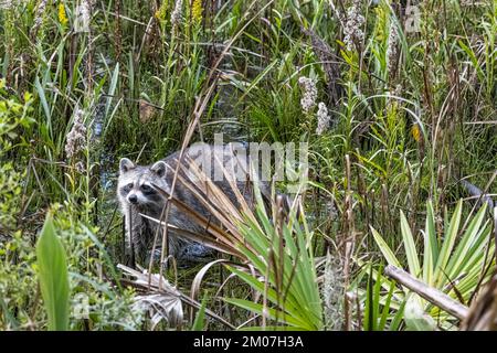 Raton laveur (loteur de Procyon) traversant un marais dans la réserve de Cradle Creek à Jacksonville Beach, Floride. (ÉTATS-UNIS) Banque D'Images