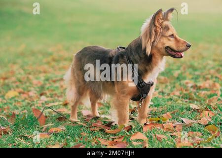 Chien multicolore de race mixte avec harnais en extérieur. Fourrure d'animal noire, brune, blanche. Animal de taille moyenne dans le parc. Vert herbe, feuilles orange, jour d'automne. Banque D'Images