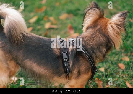 Gros plan en grand angle d'un chien multicolore de race mixte dos avec harnais. Mélange de Berger allemand. Animal de taille moyenne dans le parc extérieur. Feuilles d'orange, jour de l'automne. Banque D'Images