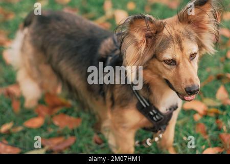 Gros plan grand angle d'un chien multicolore de race mixte en extérieur. Animal de taille moyenne dans le parc. Vert herbe, feuilles orange, jour d'automne. Mélange de Berger allemand. Banque D'Images