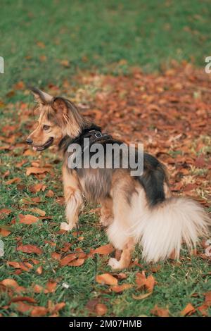 Chien multicolore de race mixte avec harnais en extérieur, de l'arrière. Animal de taille moyenne dans le parc. Vert herbe, feuilles orange, jour d'Autun. Mélange de Berger allemand. Banque D'Images