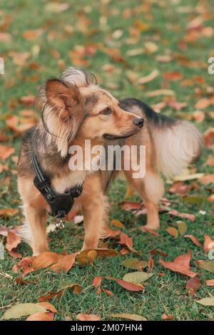 Chien multicolore de race mixte avec harnais en extérieur. Un animal de taille moyenne dans un parc, se lève. Vert herbe, feuilles orange, jour d'automne. Mélange de Berger allemand. Banque D'Images