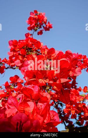 Fleur rouge vif de bougainvillea vigne contre ciel bleu Banque D'Images