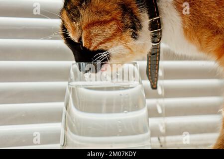 le chat tricolore boit l'eau d'une tasse en verre transparent sur fond de rouleaux blancs. un animal de compagnie dans un collier en cuir au soleil raies la soif. fermer-u Banque D'Images