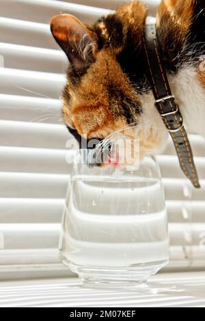 le chat tricolore boit l'eau d'une tasse en verre transparent sur fond de rouleaux blancs. un animal de compagnie dans un collier en cuir au soleil raies la soif. fermer-u Banque D'Images