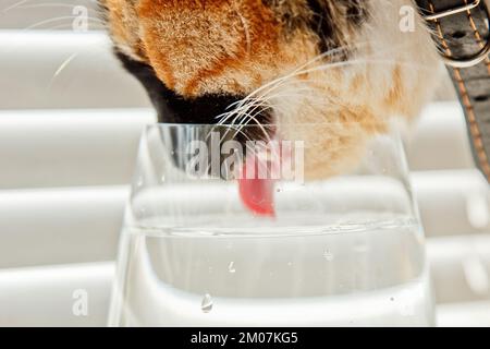 le chat tricolore boit l'eau d'une tasse en verre transparent sur fond de rouleaux blancs. un animal de compagnie dans un collier en cuir au soleil raies la soif. fermer-u Banque D'Images