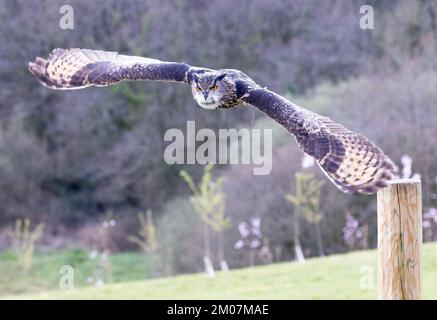Hibou eurasien de l'aigle [ Bubo bubo ] en vol de fencepost lors d'une exposition publique au British Bird of Prey Centre dans le jardin botanique national Banque D'Images