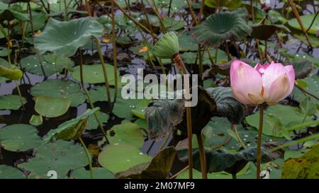 une prise, deux moments différents, fleur de lotus sur le lac