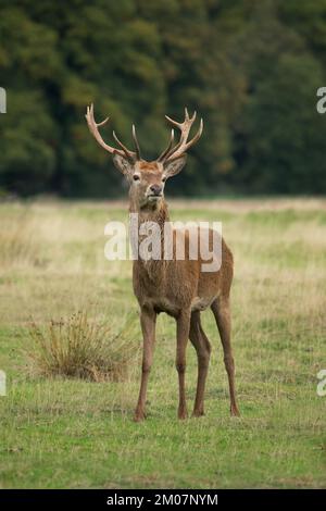 Un portrait d'un cerf rouge stag comme il se tient fièrement sur l'herbe dans un pré avec des arbres en arrière-plan Banque D'Images