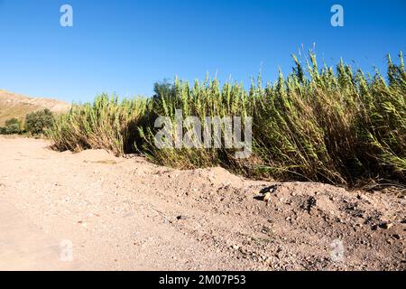 Ancienne tour et chemin entouré de roseaux et de végétation dans la plage de Playazo, Rodalquilar, Almeria Banque D'Images