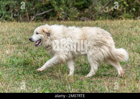 Chien de montagne pyrénéen, chien de berger utilisé pour la protection des troupeaux de bétail. Doubs France. Banque D'Images