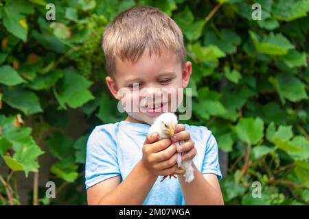 Un enfant tient un poulet dans ses mains. Un garçon et un oiseau. Mise au point sélective. Banque D'Images