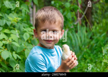 Un enfant tient un poulet dans ses mains. Un garçon et un oiseau. Mise au point sélective. Banque D'Images