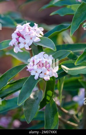 Daphne Spring Beauty, Daphne bolua Spring Beauty, arbuste vert à semi-vert, petites fleurs blanches rincées de rose dans le bloc terminal Banque D'Images