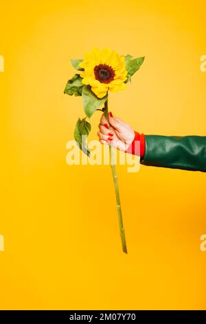 Mains d'une femme âgée tenant un tournesol sur fond jaune Banque D'Images