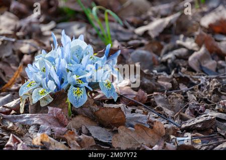 Iris Katherine Hodgkin, iris reticulata Katherine Hodgkin, iris nain Katherine Hodgkin, fleurs bleu pâle, veines bleu profond, tache jaune à la base Banque D'Images
