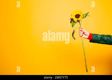 Mains d'une femme âgée tenant un tournesol sur fond jaune Banque D'Images