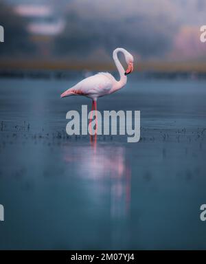 Un gros plan vertical d'un flamant commun (Phoenicopterus roseus) dans l'eau Banque D'Images