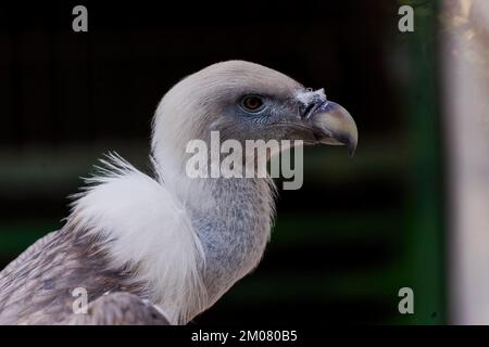 Un gros plan d'un vautour blanc de Griffon (Gyps fulvus) en regardant de côté Banque D'Images