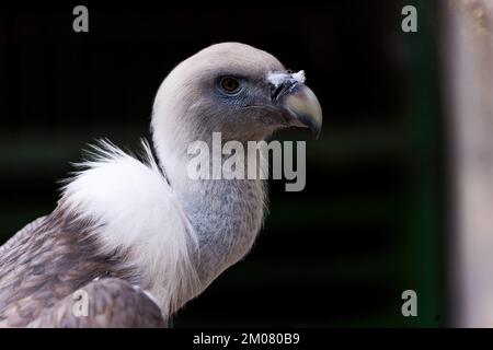 Un gros plan d'un vautour blanc de Griffon (Gyps fulvus) en regardant de côté Banque D'Images