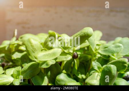 Micro-pousses de légumes de tournesol. Un concept croissant de saine alimentation. Graines de tournesol germées, microvertes, conception minimale Banque D'Images