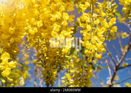 Acacia jaune en fleurs sur fond de ciel bleu. Fleurs jaunes de la fistule de Cassia. Fleurs d'acacia sur une longue branche. Gros plan, mise au point sélective. Banque D'Images