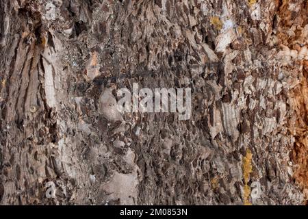 Écorce de sapin de Douglas des Rocheuses, Pseudotsuga menziesii var. Glauca, Troy, Montana. Banque D'Images