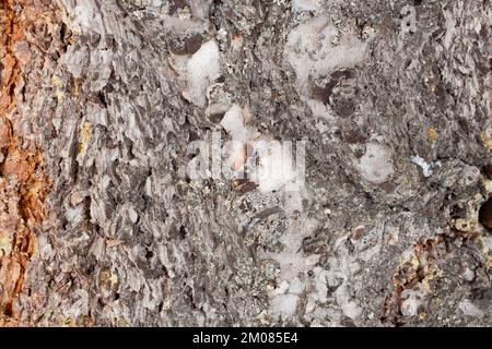 Écorce de sapin de Douglas des Rocheuses, Pseudotsuga menziesii var. Glauca, Troy, Montana. Banque D'Images