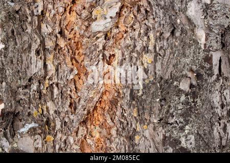 Écorce de sapin de Douglas des Rocheuses, Pseudotsuga menziesii var. Glauca, Troy, Montana. Banque D'Images