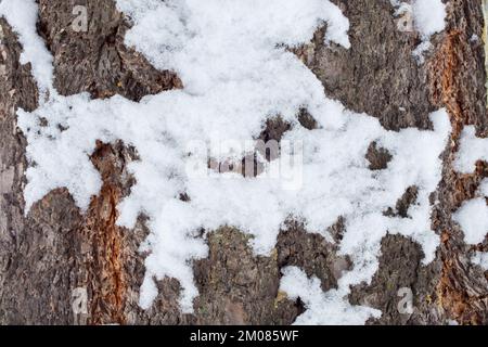 Neige sur l'écorce de sapin de Douglas des montagnes Rocheuses, Pseudotsuga menziesii var. Glauca, le jour d'hiver de la terre, Troy, Montana. Royaume: Plantae clade: Trache Banque D'Images