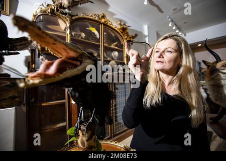 LE BIZARRE ET LE MERVEILLEUX AUX ENCHÈRES CARÉES Rachael Osborn-Howard tenant un rare os d'oiseau de Dodo, l'oiseau de proie disparu depuis 1690 vers. Banque D'Images