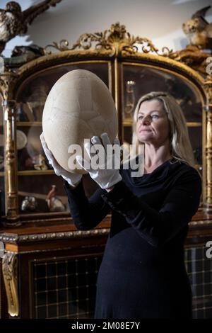 LE BIZARRE ET LE MERVEILLEUX AUX ENCHÈRES. Rachael Osborn-Howard détient un œuf d'oiseau éléphant rare de 1000 ans (estimé à £4 000 - 6 000 £). Banque D'Images