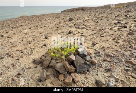 Desfontaines joug-feuille (Tetraena fontanesii) à la plage de Papagayo dans le parc national de Los Ajaches, Lanzarote, îles Canaries, Espagne, Europe Banque D'Images