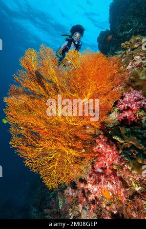 Plongeur regardant le corail en éventail noué (Melithaea ochracea) éventail en mer noué, océan Indien, îles Similan, Thaïlande, Asie Banque D'Images