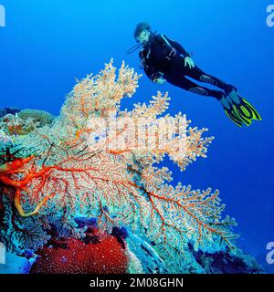 Plongeur regardant le corail de ventilateur de mer (Melithea ochracea) ventilateur de mer ventilateur de noeud, Indo-Pacifique, Bali, Indonésie, Asie Banque D'Images