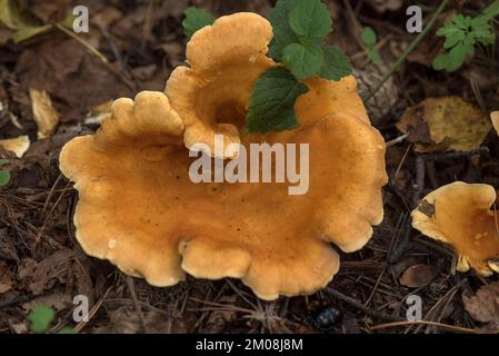 Fausse chanterelle (Hygrophoropsis aurantiaca) en forêt mixte, Franconie, Bavière, Allemagne, Europe Banque D'Images