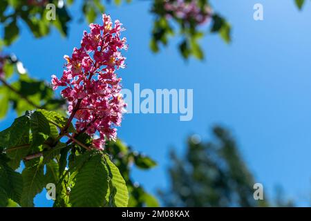 Fleurs de châtaignier rouge d'Aesculus, fleurs de châtaignier rouge de cheval à fleurs, jour ensoleillé en mai. Détail naturel, plante à feuilles caduques de groupes de fleurs. Banque D'Images