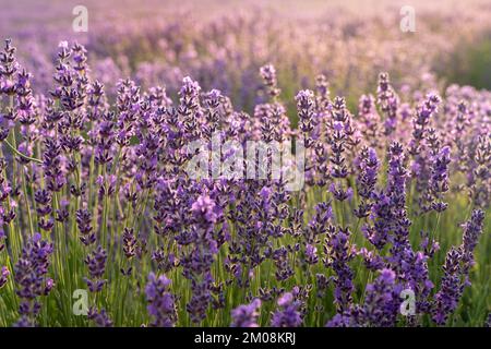 Un grand champ de lavande à l'aube. La lumière du soleil frappe la lavande. Le concept de l'aromathérapie, l'huile de lavande, photo shoot dans la lavande. Banque D'Images