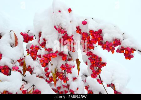 Un gros plan de la broche européenne, Euonymus europaeus recouvert de neige. Banque D'Images